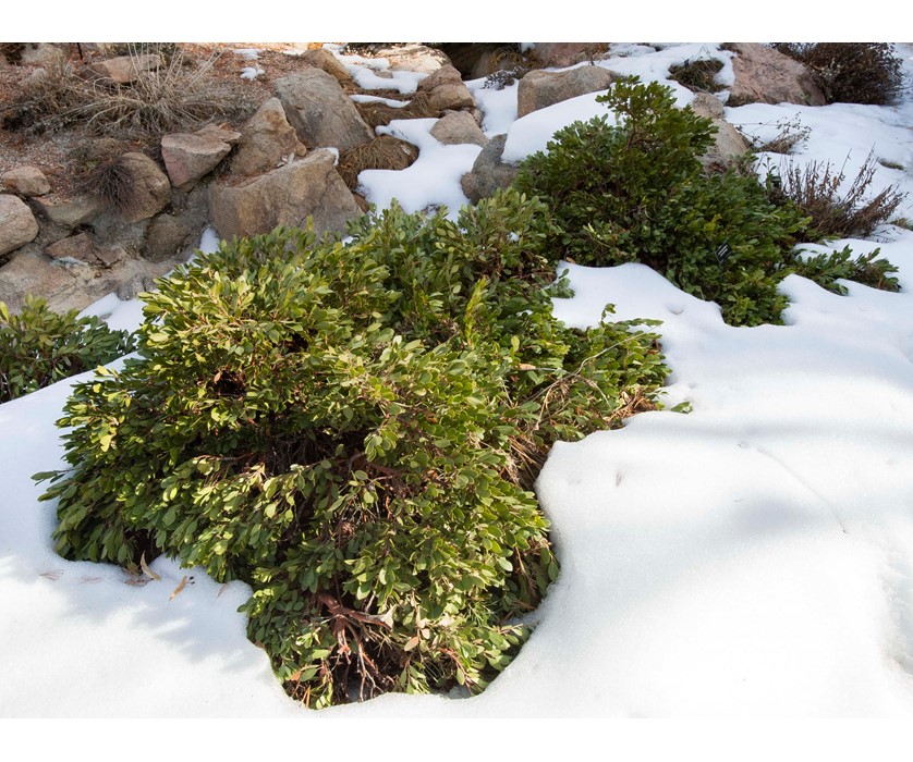Mock Bearberry Manzanita